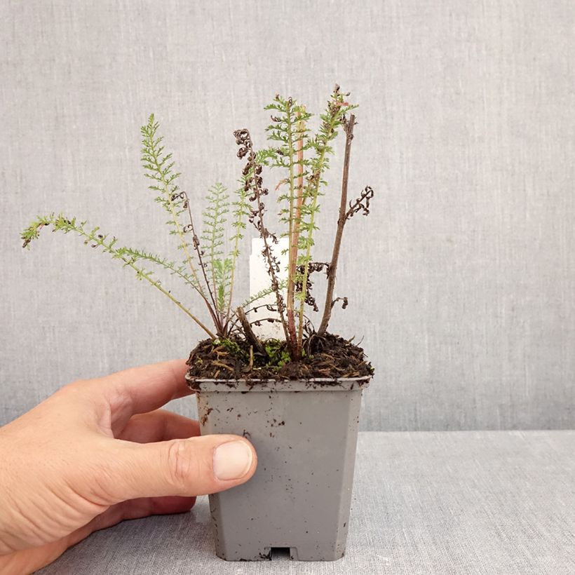 Ejemplar de Milenrama Excel - Achillea millefolium Maceta de 8/9 cm entregado en otoño