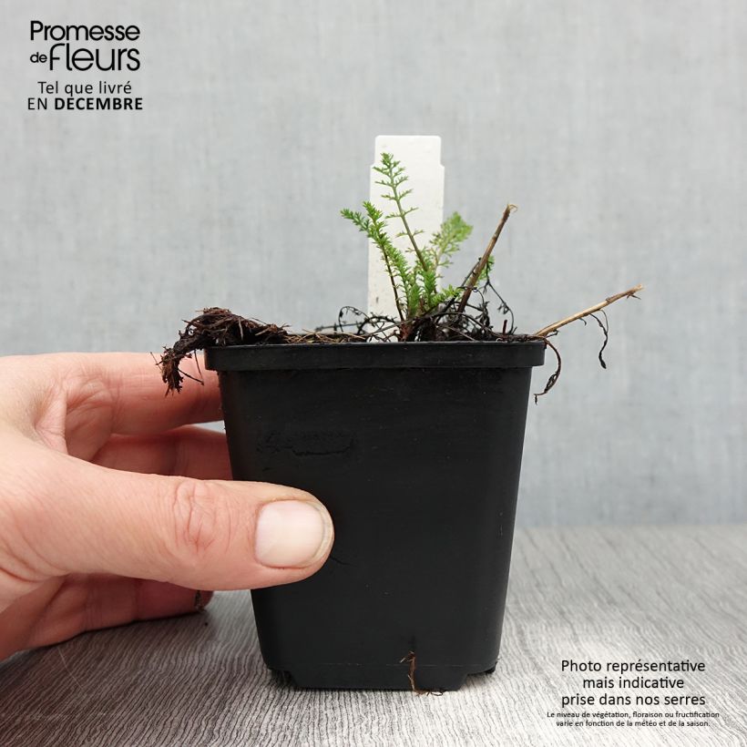 Milenrama Excel - Achillea millefolium Maceta de 8/9 cm Ejemplar entregado en invierno
