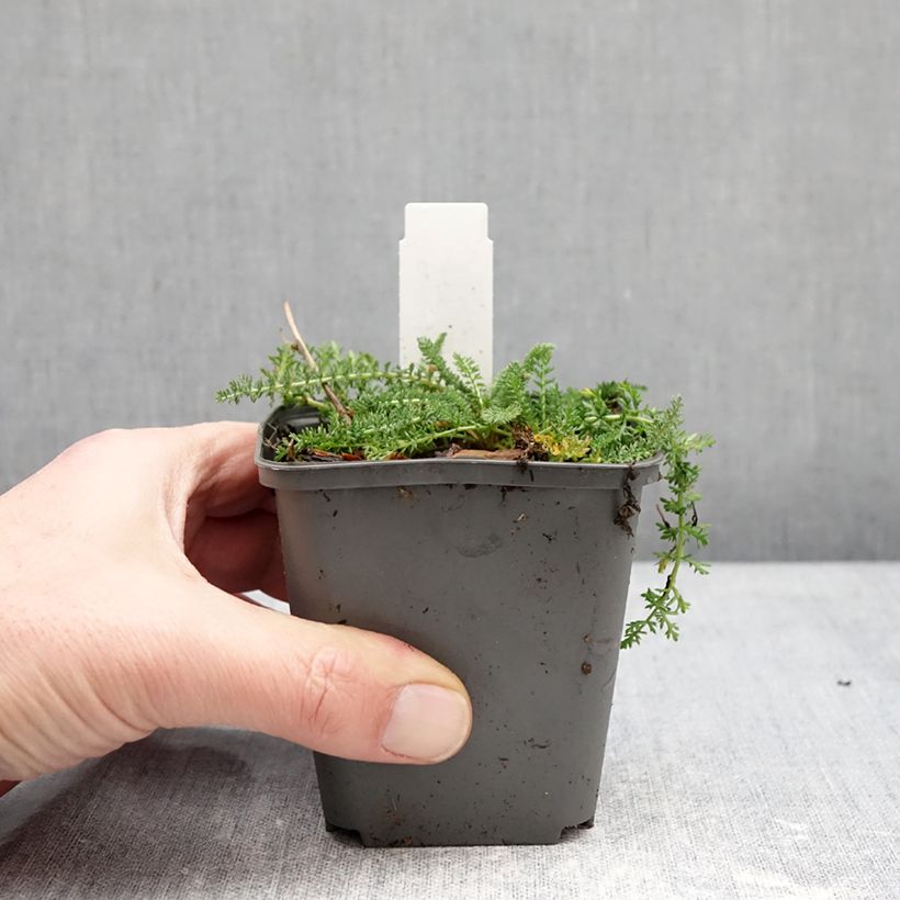 Milenrama Hella Glashoff - Achillea millefolium Maceta de 8/9 cm Ejemplar entregado en invierno