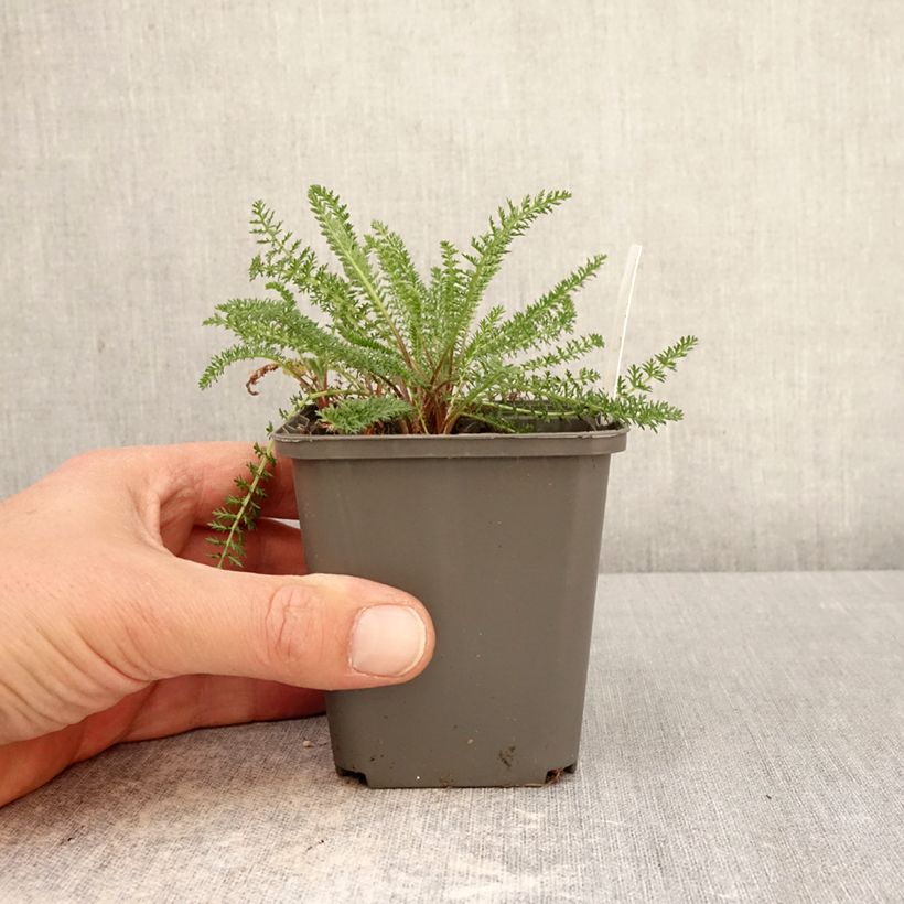 Milenrama Hella Glashoff - Achillea millefolium Maceta de 8/9 cm Ejemplar entregado en la primavera