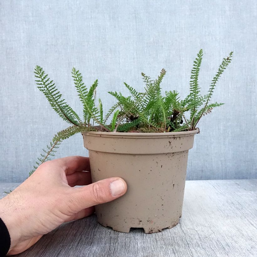 Milenrama Lilac Beauty - Achillea millefolium Maceta 2L/3L Ejemplar entregado en la primavera