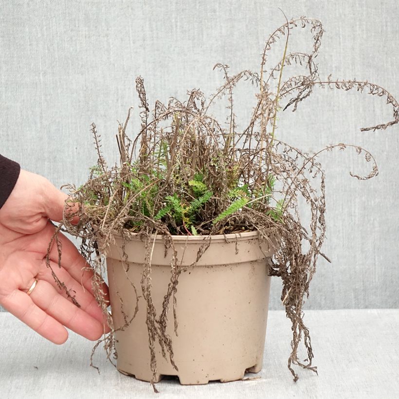 Ejemplar de Milenrama Lilac Beauty - Achillea millefolium Maceta 2L/3L entregado en otoño