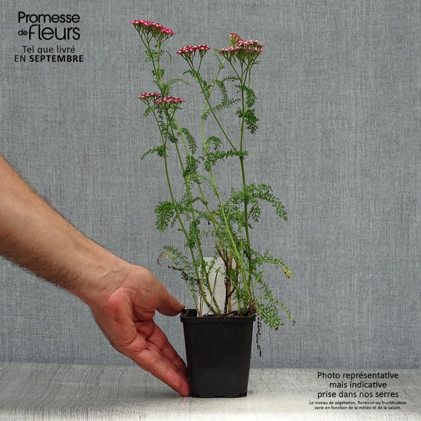 Ejemplar de Milenrama Petra - Achillea millefolium Maceta de 8/9 cm entregado en otoño