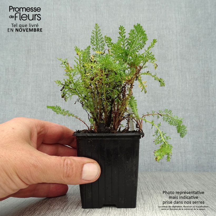 Ejemplar de Milenrama Pomegranate - Achillea millefolium Maceta de 7/8 cm entregado en otoño