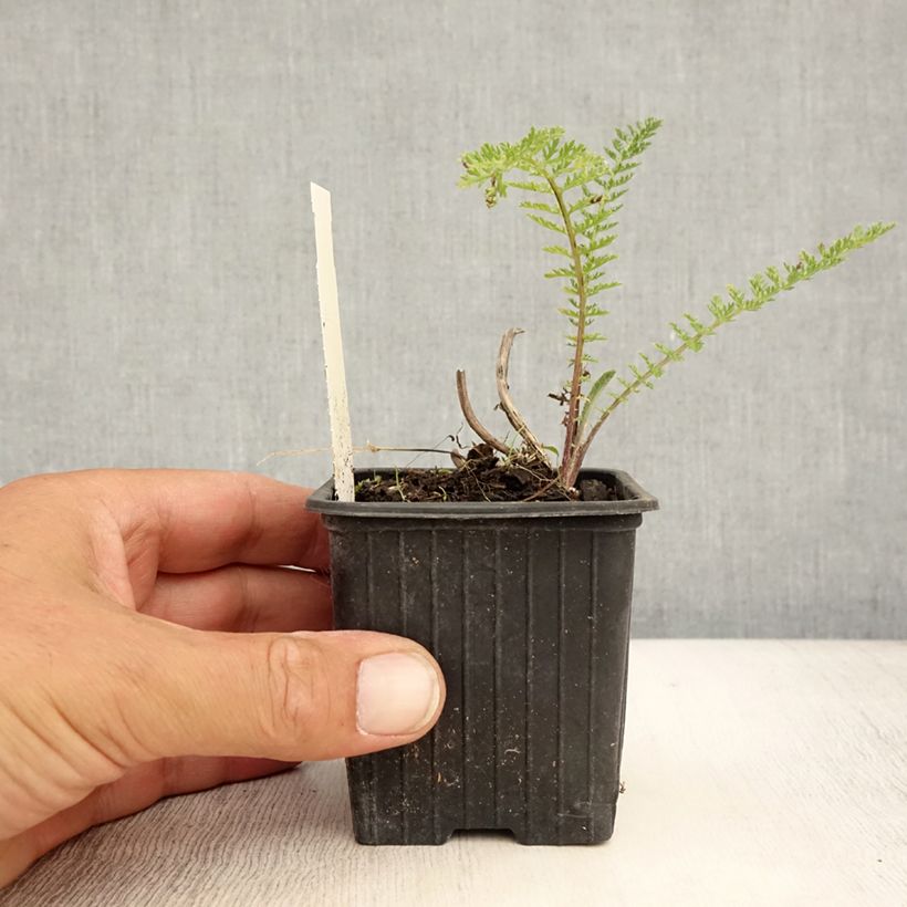 Ejemplar de Milenrama Pomegranate - Achillea millefolium Maceta de 7/8 cm entregado en verano