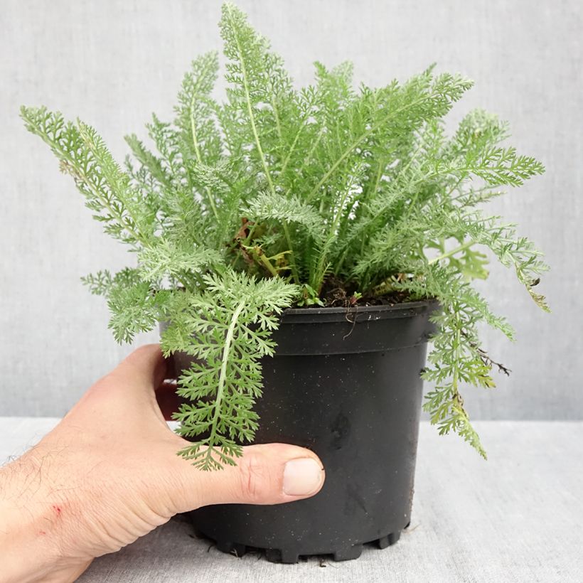 Ejemplar de Milenrama Summer Pastel - Achillea millefolium Maceta 2L/3L entregado en otoño