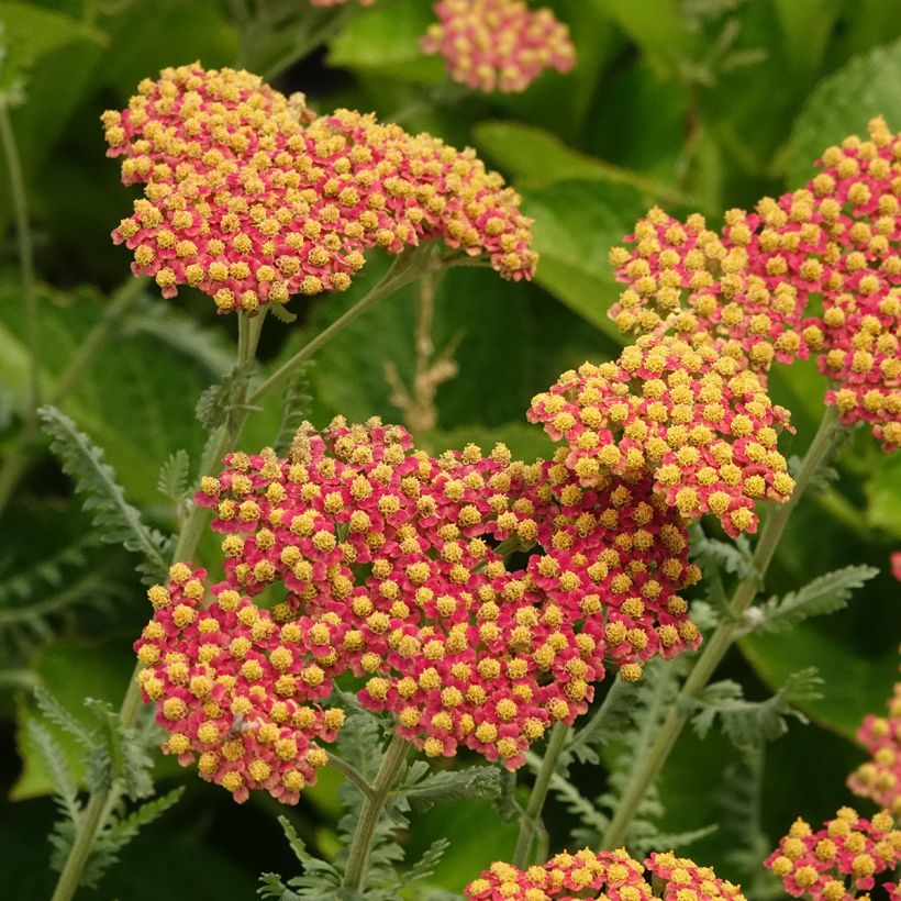 Milenrama Terracotta - Achillea millefolium (Floración)