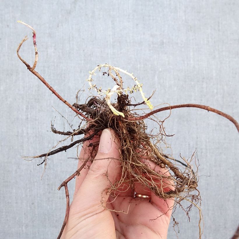 Milenrama Terracotta - Achillea millefolium Raíces desnudas Ejemplar entregado en invierno