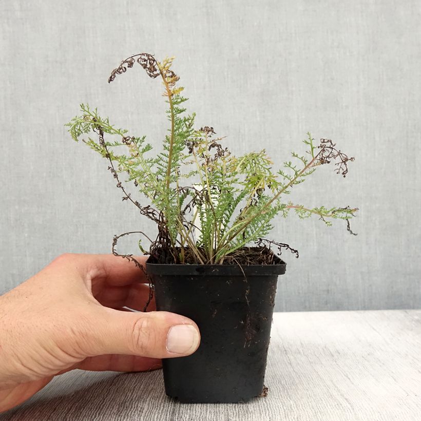 Ejemplar de Milenrama Velours - Achillea millefolium Maceta de 8/9 cm entregado en otoño