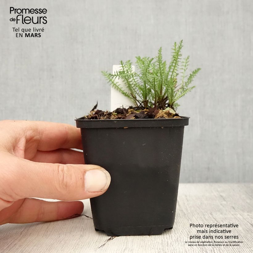 Milenrama Wonderful Wampee - Achillea millefolium Maceta de 8/9 cm Ejemplar entregado en la primavera