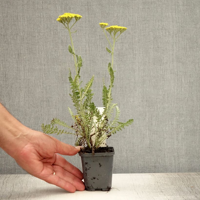 Ejemplar de Achillea Moonshine - Milenrama Maceta de 8/9 cm entregado en verano