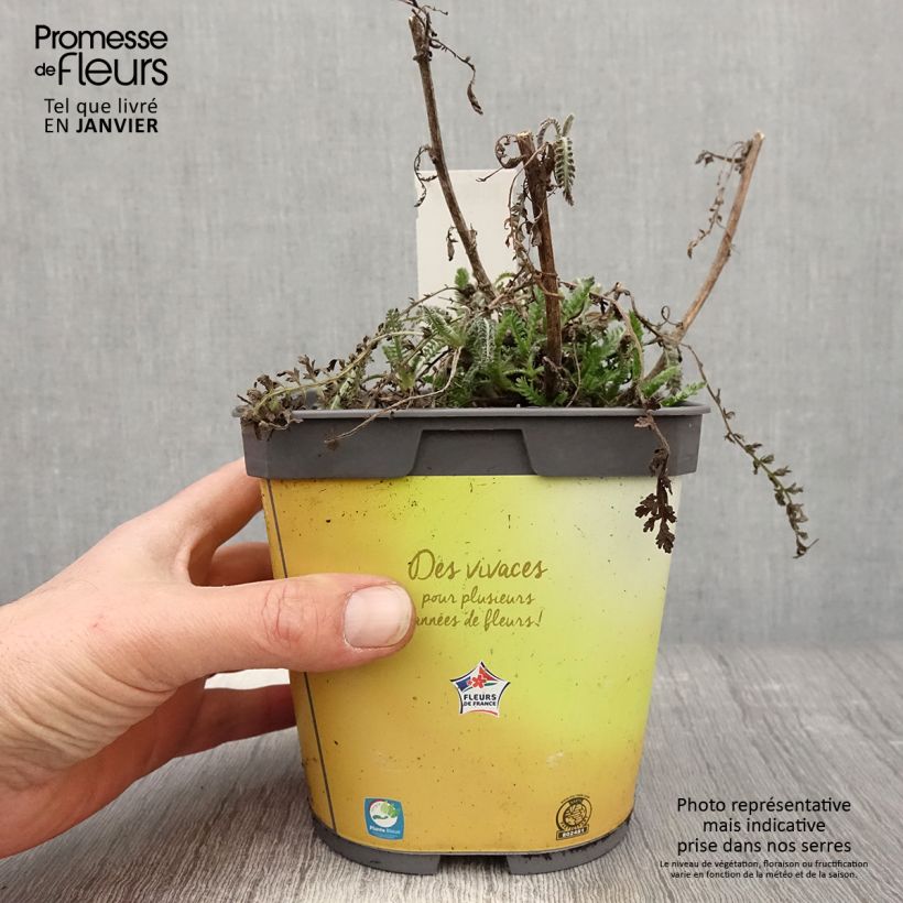 Achillea Moonshine - Milenrama Maceta 2L/3L Ejemplar entregado en invierno