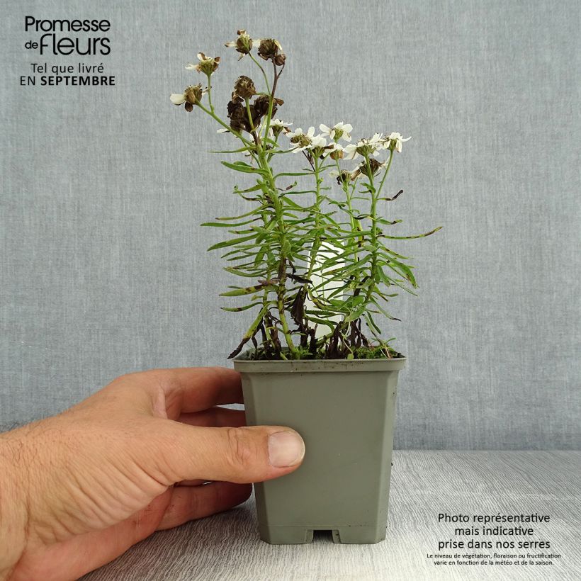 Ejemplar de Achillea ptarmica Nana Compacta Maceta de 8/9 cm entregado en verano