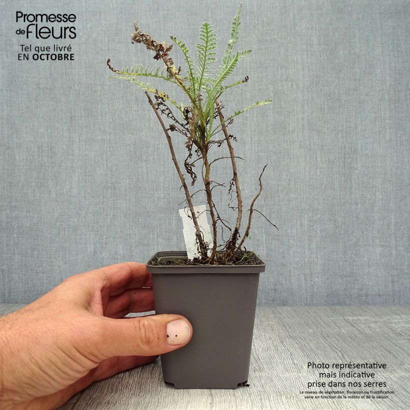 Ejemplar de Achillea taygetea - Milenrama Maceta de 8/9 cm entregado en otoño
