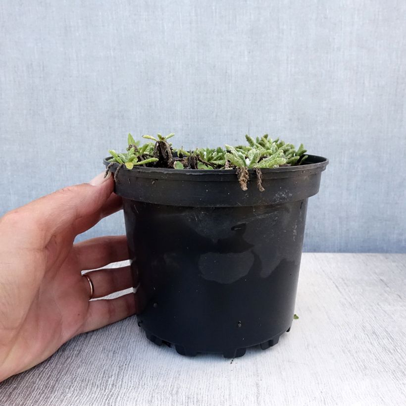 Ejemplar de Achillea tomentosa - Milenrama almerilla Maceta 2L/3L entregado en verano