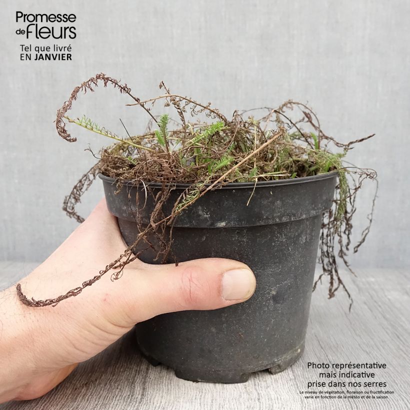 Achillea tomentosa - Milenrama almerilla Maceta 2L/3L Ejemplar entregado en invierno
