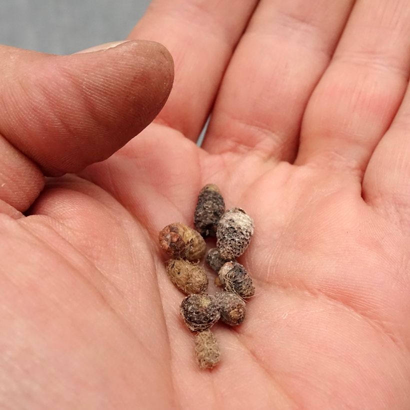 Achimenes Red Bulbo calibre I Ejemplar entregado en la primavera