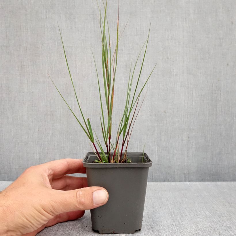 Ejemplar de Stipa calamagrostis Allgäu Maceta de 8/9 cm entregado en otoño
