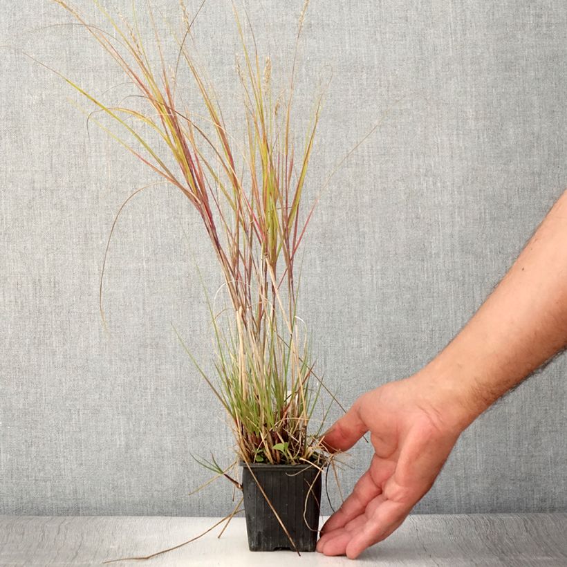 Ejemplar de Stipa calamagrostis Allgäu Maceta de 8/9 cm entregado en verano