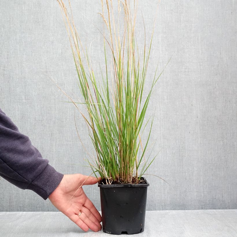 Ejemplar de Stipa calamagrostis Allgäu Maceta 1,5L/2L entregado en otoño