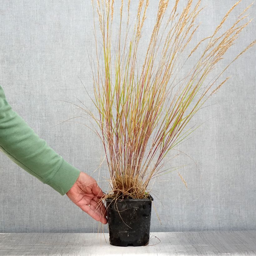 Ejemplar de Stipa calamagrostis Allgäu Maceta 1,5L/2L entregado en verano