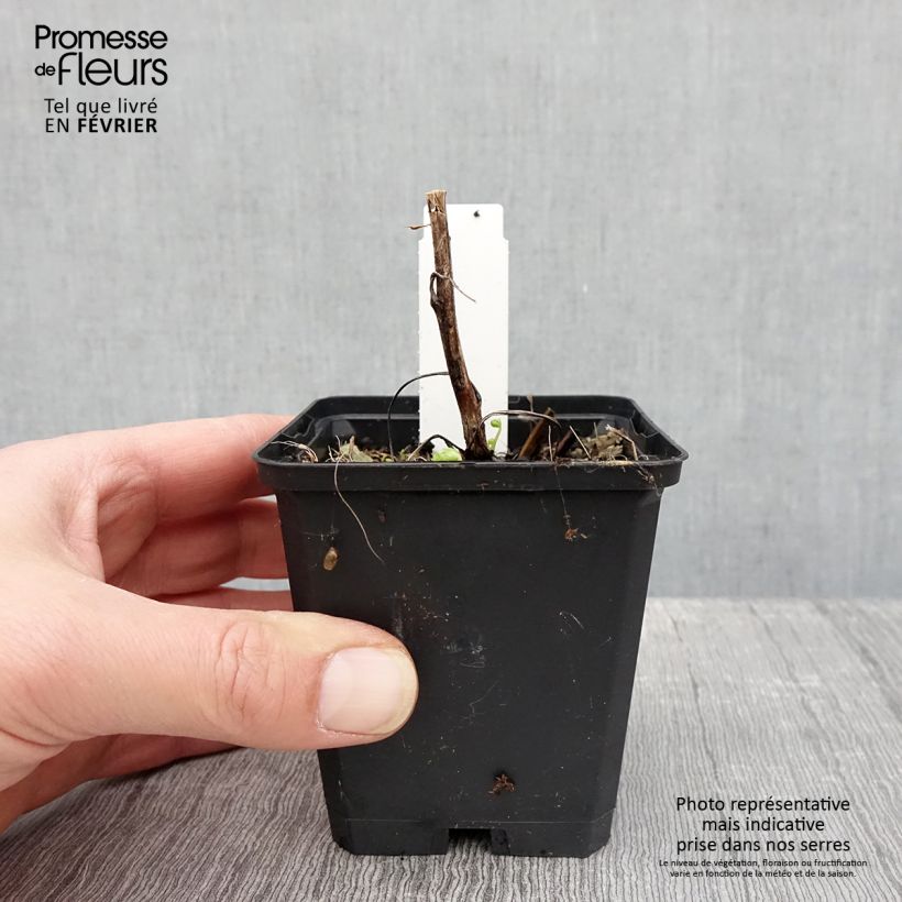 Aconitum napellus Album Maceta de 8/9 cm Ejemplar entregado en invierno