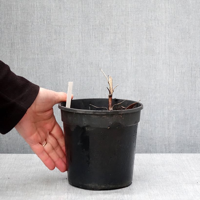 Aconitum cammarum Bicolor Maceta 2L/3L Ejemplar entregado en invierno