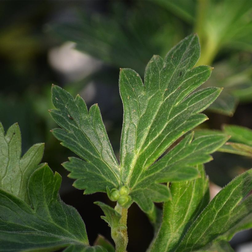 Aconitum cammarum Bicolor (Follaje)