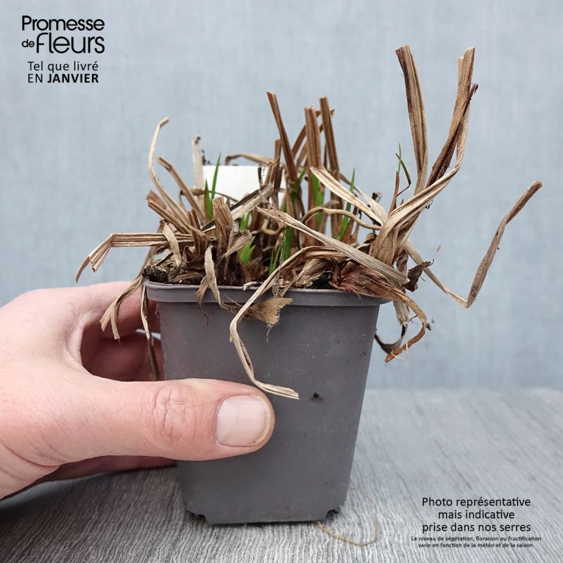 Acoro - Acorus calamus Maceta de 8/9 cm Ejemplar entregado en invierno