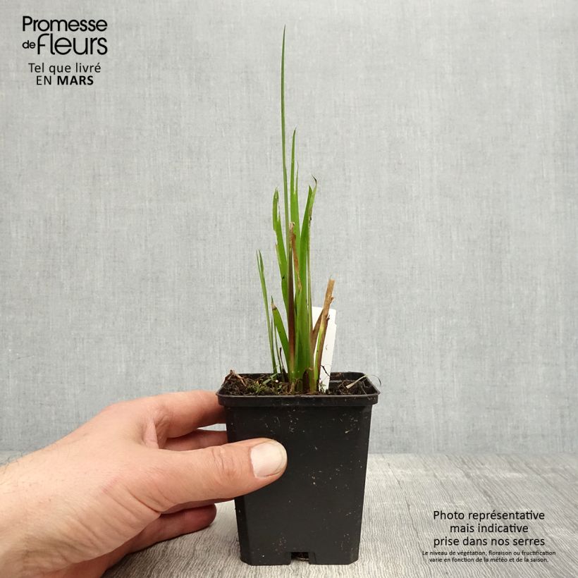 Acoro - Acorus calamus Maceta de 8/9 cm Ejemplar entregado en la primavera