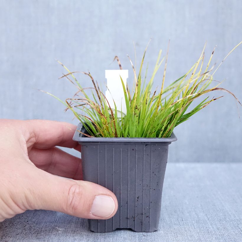 Ejemplar de Acoro gramineus Hakuro Nishiki Maceta de 8/9 cm entregado en otoño