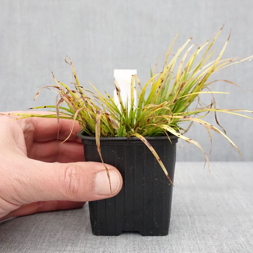 Acoro gramineus Hakuro Nishiki Maceta de 8/9 cm Ejemplar entregado en invierno