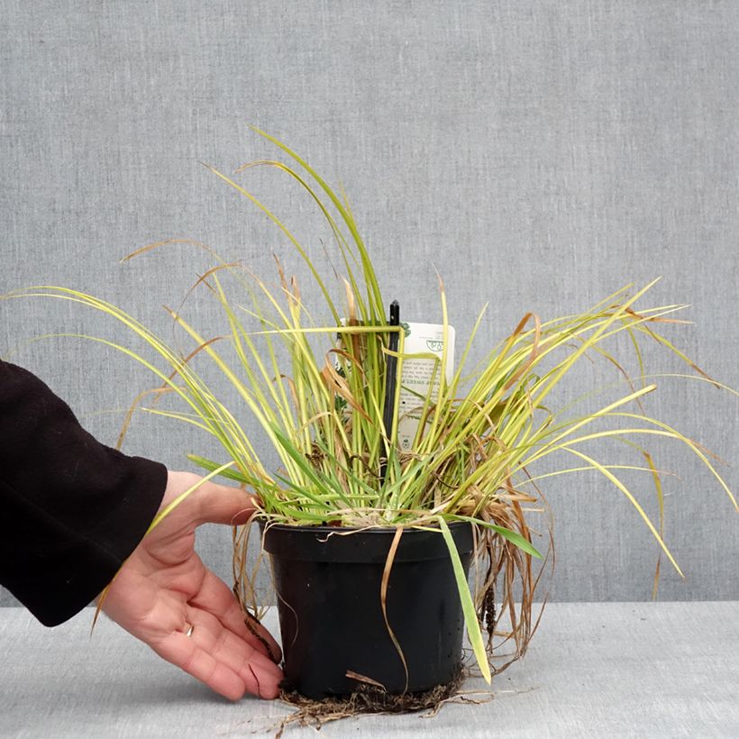 Acoro gramineus Licorice Maceta 1,5L/2L Ejemplar entregado en invierno