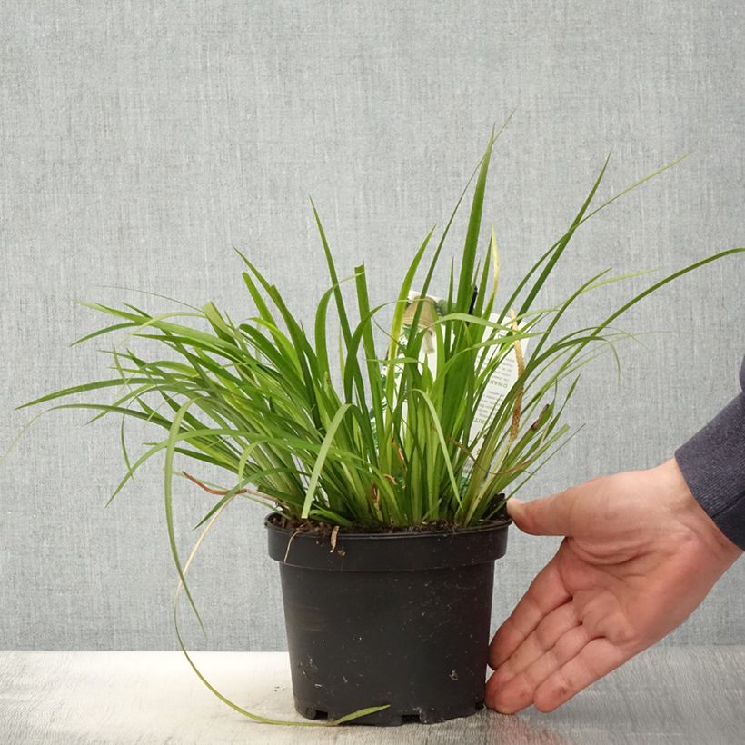 Acoro gramineus Licorice Maceta 1,5L/2L Ejemplar entregado en la primavera