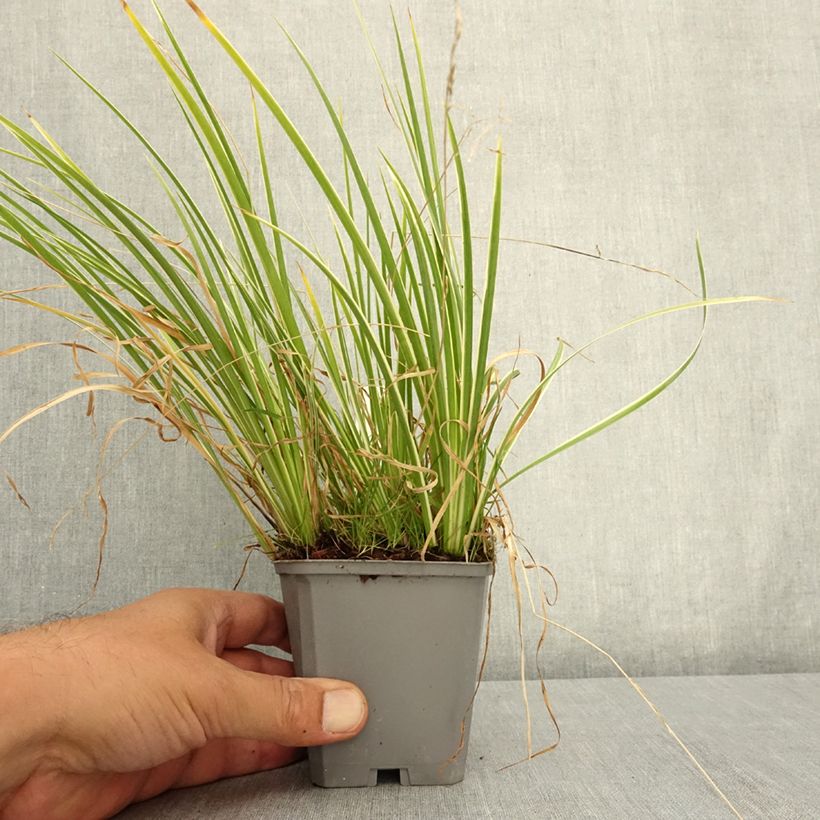 Ejemplar de Acoro gramineus Variegatus Maceta de 8/9 cm entregado en verano