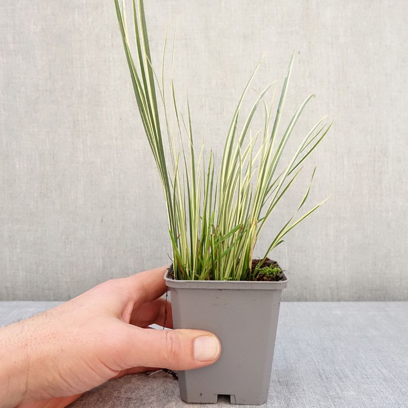 Acoro gramineus Variegatus Maceta de 8/9 cm Ejemplar entregado en invierno