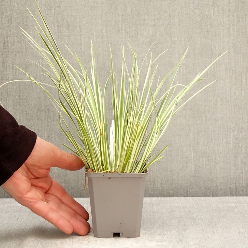 Acoro gramineus Variegatus Maceta de 8/9 cm Ejemplar entregado en la primavera