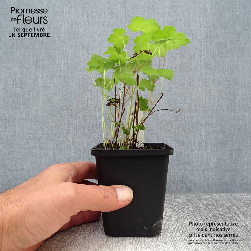 Ejemplar de Actaea japonica Cheju-Do Maceta de 8/9 cm entregado en otoño