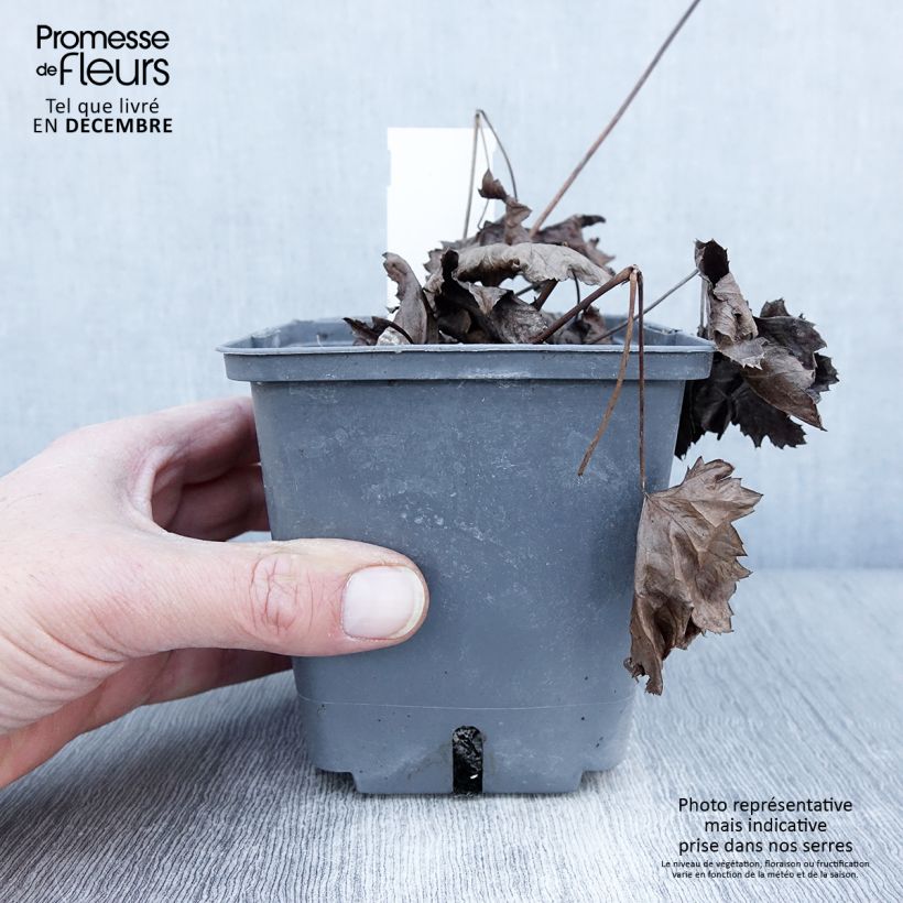 Ejemplar de Actaea japonica Cheju-Do Maceta 1L/1,5L entregado en otoño