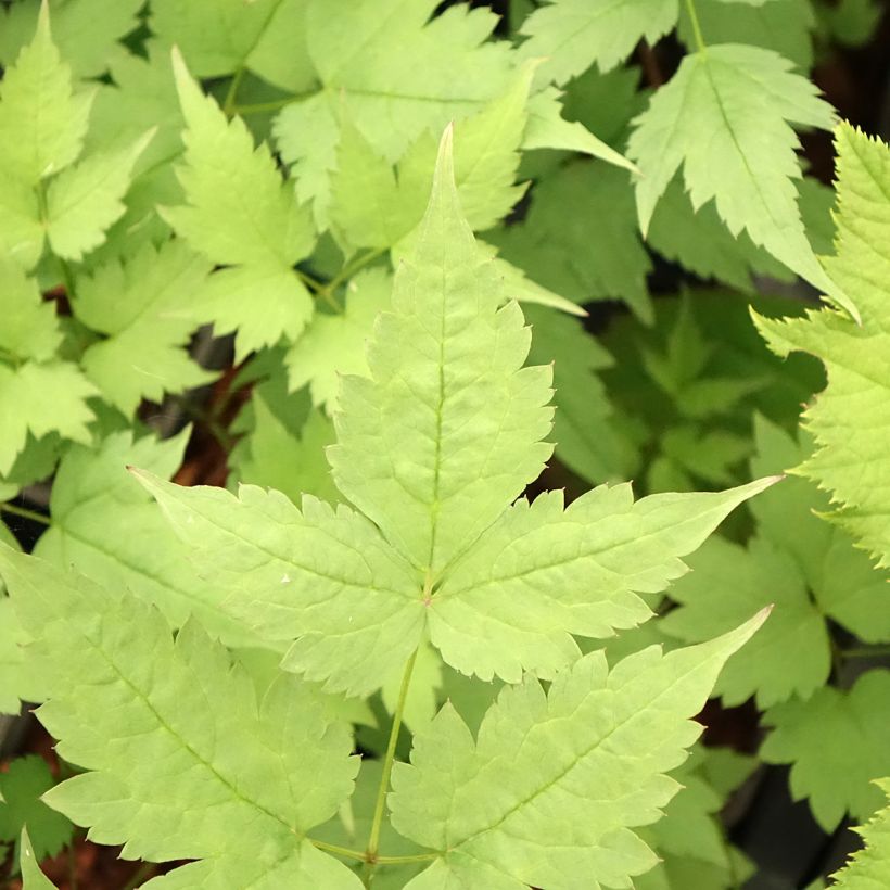 Actaea pachypoda Misty Blue (Follaje)