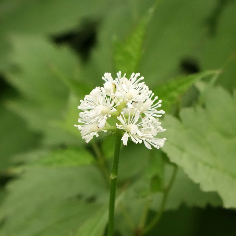 Actaea pachypoda Misty Blue (Floración)