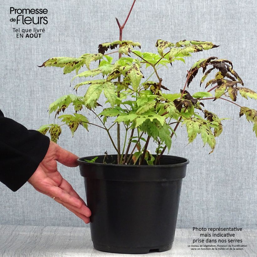Ejemplar de Actaea pachypoda Misty Blue Maceta 3L/4L entregado en verano