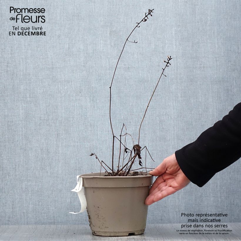 Actaea pachypoda Misty Blue Maceta 3L/4L Ejemplar entregado en invierno