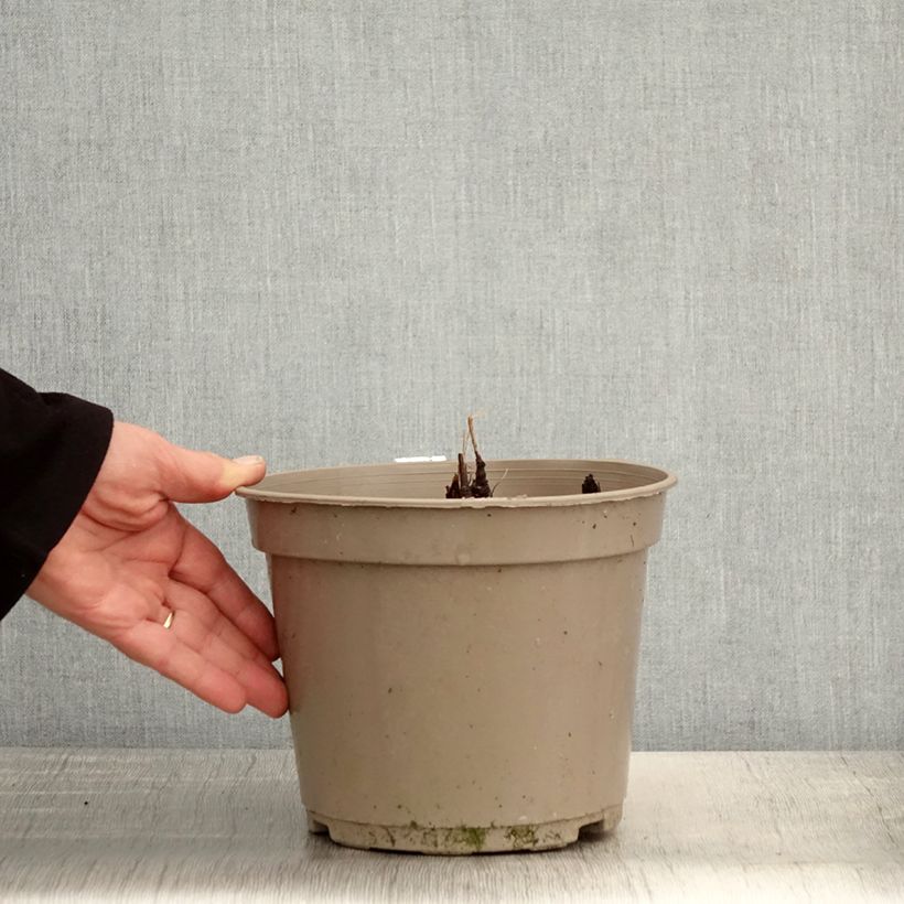 Actaea pachypoda Misty Blue Maceta 3L/4L Ejemplar entregado en la primavera