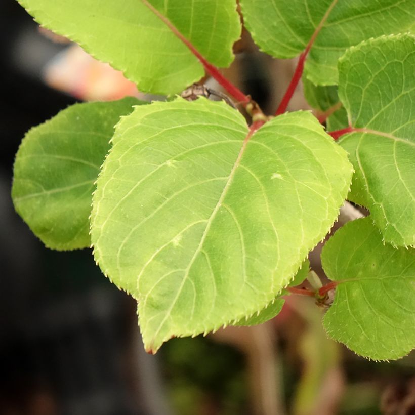 Actinidia kolomikta Red Beauty (Hembra) - Kiwi siberiano (Follaje)