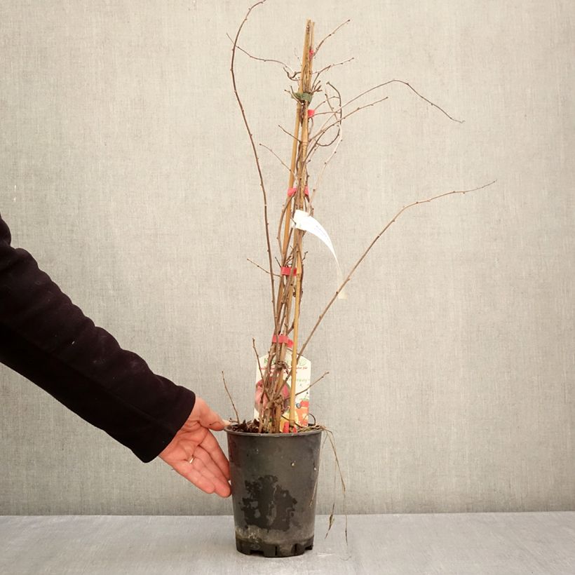 Ejemplar de Actinidia kolomikta Red Beauty (Hembra) - Kiwi siberiano Maceta 2L/3L entregado en otoño