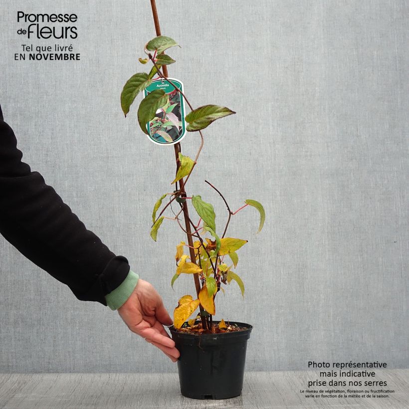 Ejemplar de Actinidia pilosula - Kiwi siberiano Maceta 2L/3L entregado en otoño