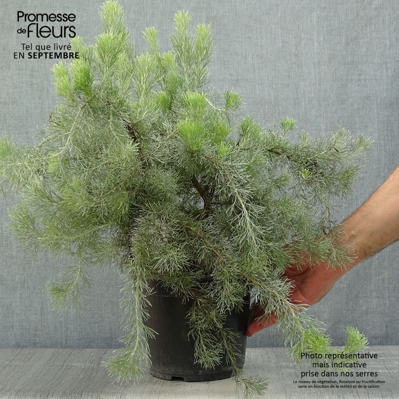 Ejemplar de Adenanthos sericeus - Adenatos Maceta 2L/3L entregado en otoño