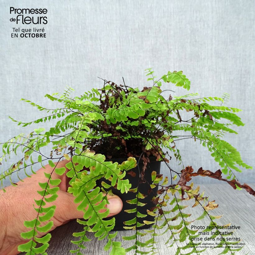 Ejemplar de Adiantum aleuticum Imbricatum Maceta de 8/9 cm entregado en otoño