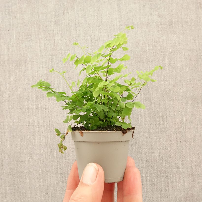 Culantrillo Fritz Lüthi - Adiantum raddianum miniplanta Ejemplar entregado en la primavera